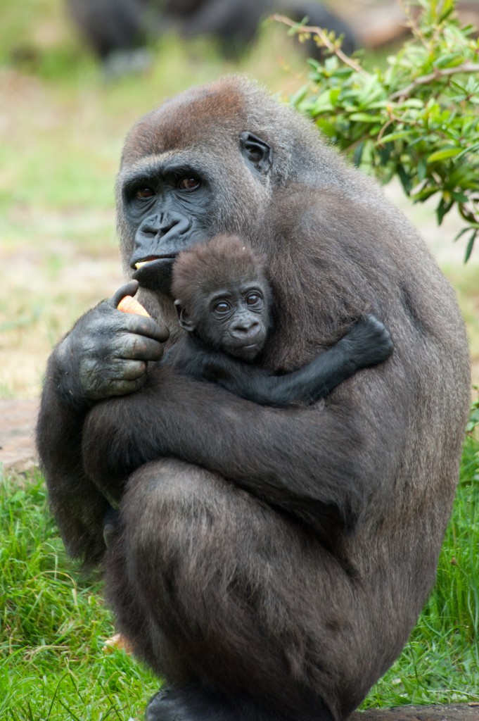gorilla-and-baby-shutterstock_80304193-681x1024.jpg